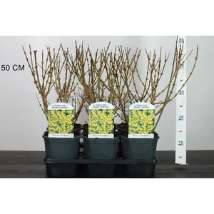 Aranyvessző FORSYTHIA INTERMEDIA GOLDRAUSCH 40/+ K2