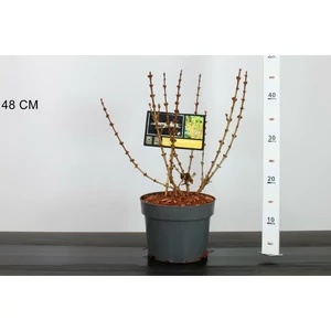 Aranyvessző FORSYTHIA INTERMEDIA MIKADOR 30/40 K3