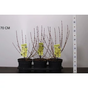 Aranyvessző FORSYTHIA INTERMEDIA MINIGOLD 30/40 CS19