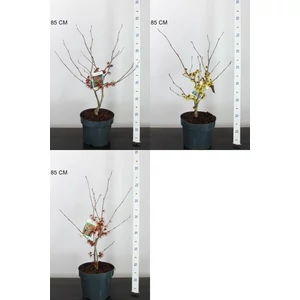 Varázsmogyoró   HAMAMELIS FAJTÁK 40/60 K5