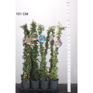 Közönséges borostyán  HEDERA HELIX FAJTÁK 80/100 K2