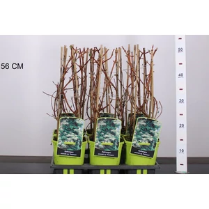 Kúszó hortenzia   HYDRANGEA ANOMALA PETIOLARIS 40CM K2