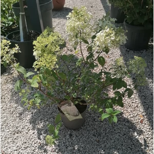Bugás hortenzia  HYDRANGEA PANICULATA BOBO 30/40 CS19