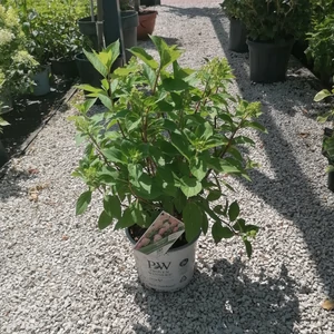 Bugás hortenzia  HYDRANGEA PANICULATA FIRELIGHT TINY BIT 30/40 K5