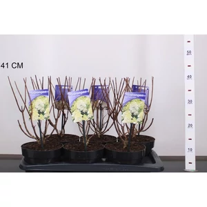 Bugás hortenzia  HYDRANGEA PANICULATA SILVER DOLLAR 30/40 K2