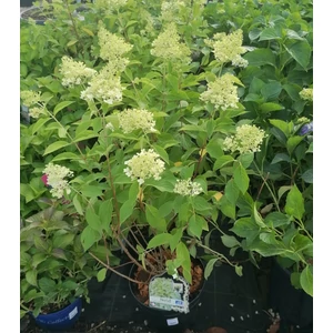 Bugás hortenzia HYDRANGEA PANICULATA SKYFALL 35/45 K10