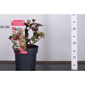 Tölgylevelű hortenzia  HYDRANGEA QUERCIFOLIA RUBY SLIPPERS 25/30 K3
