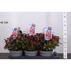 Fürtös hanga  LEUCOTHOE SCARLETTA ZEBLID 25/30 CS17
