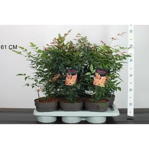 Japán szentfa   NANDINA DOMESTICA GULF STREAM 30/35 CS17