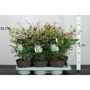 Japán szentfa   NANDINA DOMESTICA TWILIGHT 20/25 CS17