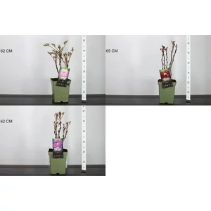Fás bazsarózsa PAEONIA SUFFRUTICOSA K5
