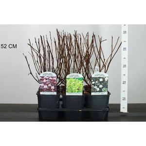 Hólyagvessző   PHYSOCARPUS OPULIFOLIUS FAJTÁK 40/50 K2