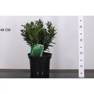 Babérmeggy   PRUNUS LAUROCERASUS GAJO 25/30 K4