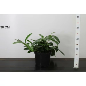 Közönséges babérmeggy  PRUNUS LAUROCERASUS MOUNT VERNON 30CM K3
