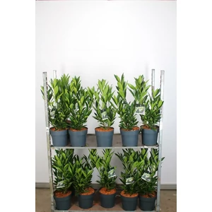 Közönséges babérmeggy PRUNUS LAUROCERASUS RENAULT ACE 50/60 K6,5