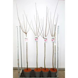 Babarózsa   PRUNUS TRILOBA T100 K10