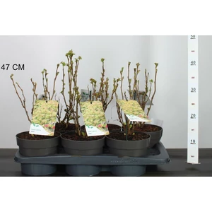 Aranylombú tollas gyöngyvessző SORBARIA SORBIFOLIA SEM 20/25 CS17