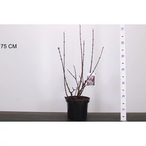 Kikeleti bangita   VIBURNUM BODNANTENSE CHARLES LAMONT 40/50 K4