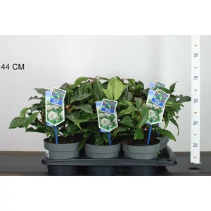 Törpe bangita  VIBURNUM DAVIDII 20/25 CS17