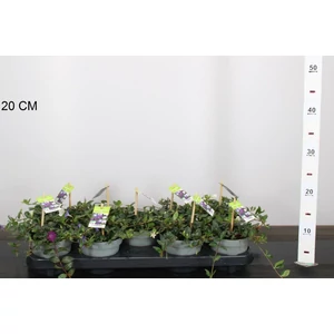 Kis meténg   VINCA MINOR 10/20 CS12