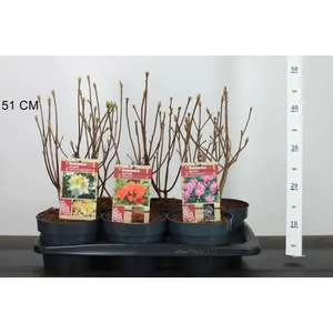 Japán azálea   AZALEA KNAPHILL 40CM K2