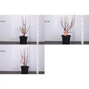 Japán azálea AZALEA KNAPHILL 30/40 K5