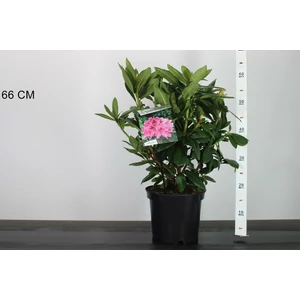 Havasszépe   RHODODENDRON COSMOPOLITAN 30/40 K5