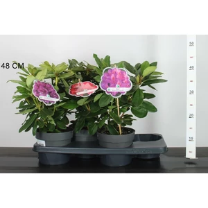 Havasszépe    RHODODENDRON HYBRIDEN MIX 25/30 K2