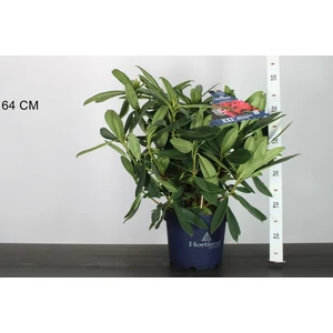 Havasszépe   RHODODENDRON RED DEVILS 40/45 K5