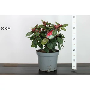 Havasszépe   RHODODENDRON TROMBA 30CM K5