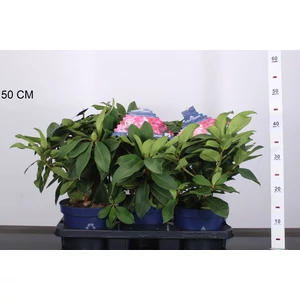 Havasszépe   RHODODENDRON XXL 35/45 CS19