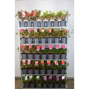 Azálea AZALEA MIX 30/35 K3