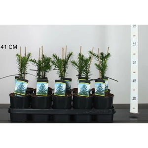 Chilei fenyő ARAUCARIA ARAUCANA 15/20 K1