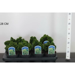 Hinoki hamisciprus   CHAMAECYPARIS OBTUSA NANA GRACILIS 10/12 CS13