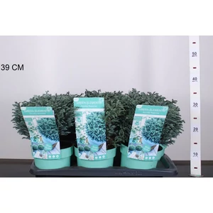 Szavára álciprus   CHAMAECYPARIS PISIFERA BLUE MOON 25/30 K2