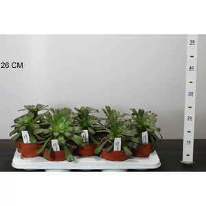 Fás kövirózsa AEONIUM ARBOREUM CS13