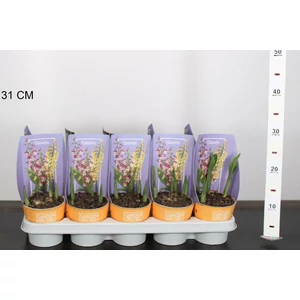 Fagytűrő orchideaCALANTHE FAJTÁK CS12