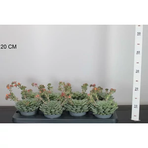 Fás kövirózsa ECHEVERIA DONDO 15CM CS11