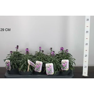 RepcsényERYSIMUM BOWLES MAUVE CS13