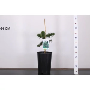 Chilei fenyő  ARAUCARIA ARAUCANA 25/30 K4