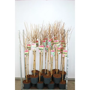 Bugás hortenzia HYDRANGEA PANICULATA FAJTÁK T100 K7,5