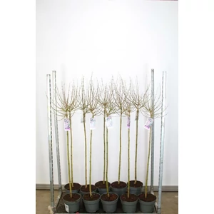 Törpe orgona SYRINGA MEYERI PALIBIN T100 K5