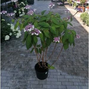 Kerti hortenzia   HYDRANGEA ASPERA MACROPHYLLA 80/100 K15