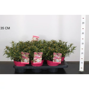 Japán azálea   AZALEA STARSTYLE PINK 20/30 CS15