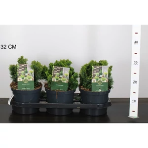 Hinoki hamisciprus   CHAMAECYPARIS OBTUSA NANA GRACILIS 15/20 K2,5