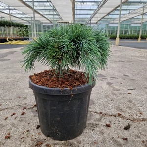 Törpe atlasz cédrus  CEDRUS LIBANI HEDGEHOG 25/30 K6