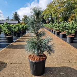 Nevadai cirbolyafenyő   PINUS FLEXILIS VANDERWOLF'S PYRAMID 40/60 K11