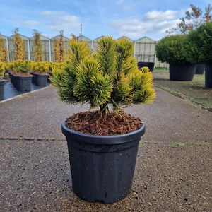 Aranylombú havasi törpefenyő  PINUS MUGO CARSTEN'S WINTERGOLD 20/25 K6