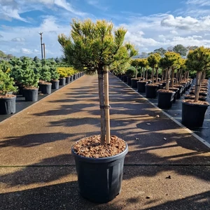 Aranylombú havasi törpefenyő  PINUS MUGO CARSTEN'S WINTERGOLD T40 30CM K18