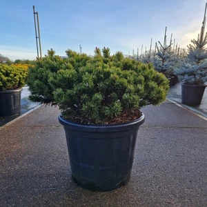 Törpefenyő PINUS MUGO KLOSTERGRÜN 50/60 K35